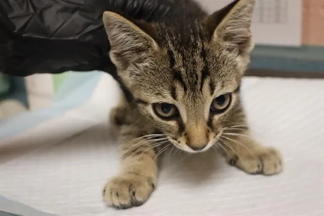 A baby small-sized male Domestic Short Hair cat named Moxy for adoption in Columbia, SC