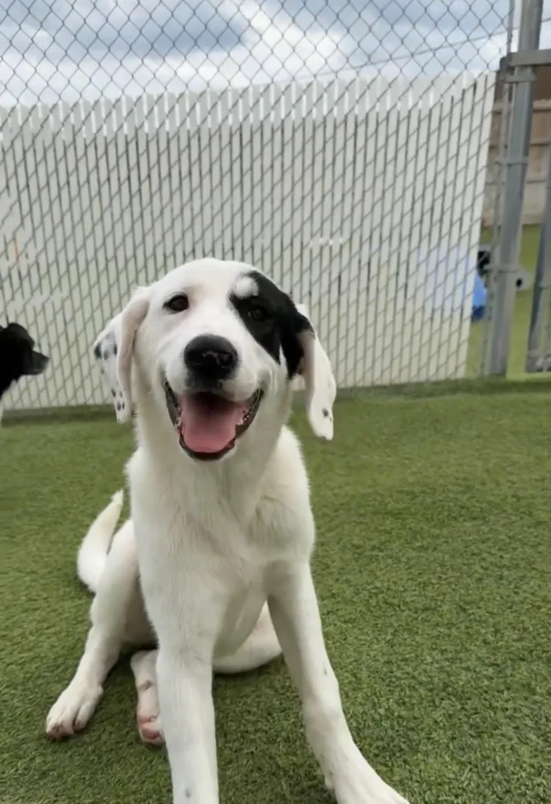 A baby large-sized female Great Pyrenees dog named L'oreal for adoption in Aurora, IL