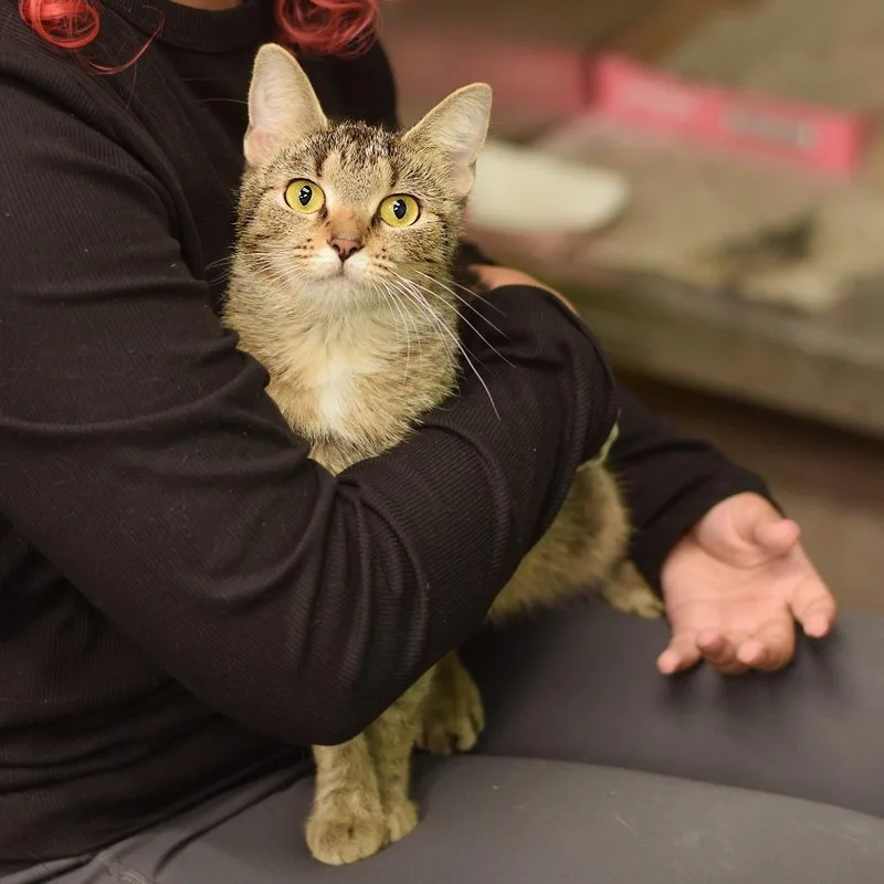 An adult medium-sized female Brown / Chocolate Domestic Short Hair cat named Nutmeg for adoption in Belleville, IL