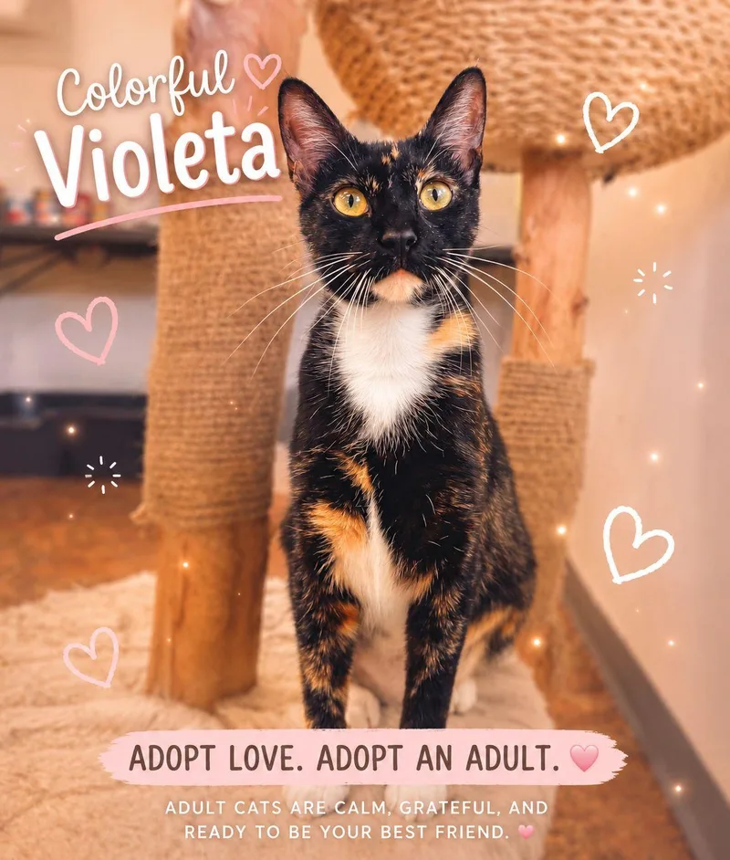 A young medium-sized female Calico cat named Violetta for adoption in Miami Beach, FL