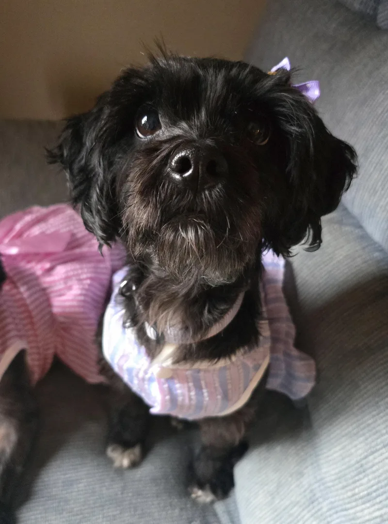 An adult small-sized female Miniature Schnauzer dog named Daisy for adoption in Cedar Rapids, IA