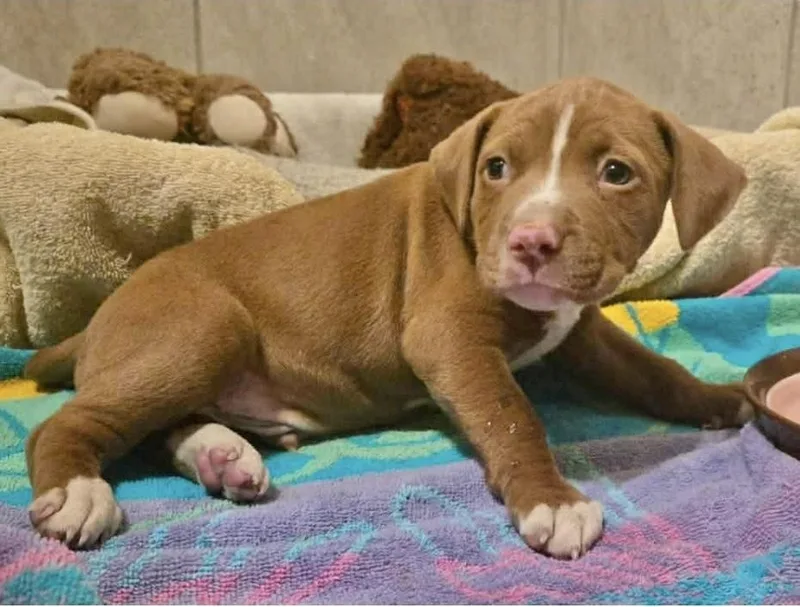 A baby medium-sized male Pit Bull Terrier dog named Martin for adoption in Manchester, CT