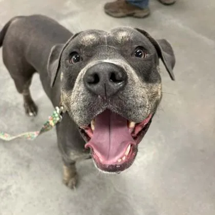 An adult large-sized male Mixed Breed dog named Diesel for adoption in Voorhees, NJ