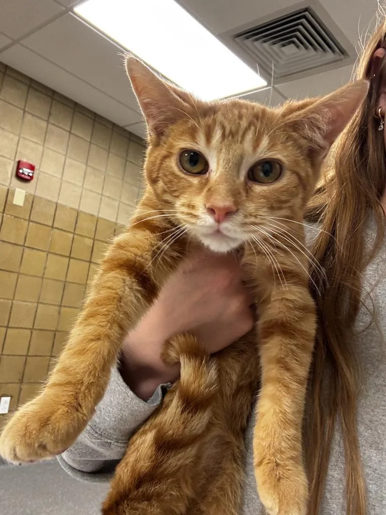A baby large-sized male Domestic Short Hair cat named Hondo for adoption in Greenfield, IN