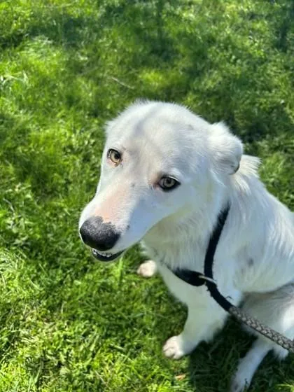 An adult medium-sized female Mixed Breed dog named Dove for adoption in Norwich, NY
