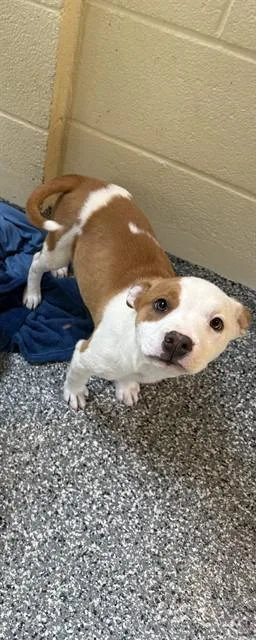 A baby medium-sized female Pit Bull Terrier dog named Skye for adoption in Brewster, MA