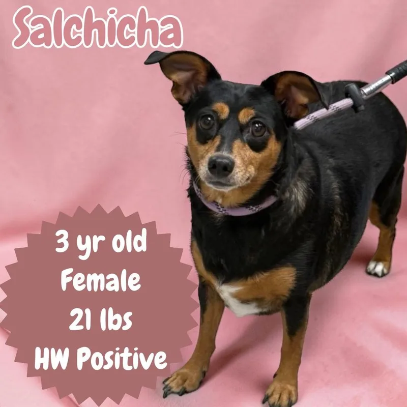 Salchicha