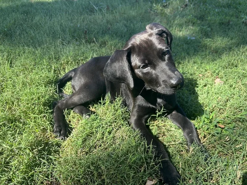 A baby medium-sized female Hound dog named Winnie for adoption in Mooresville, NC