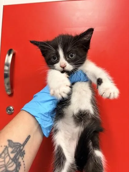 A young small-sized female Domestic Short Hair cat named B Maddy for adoption in North Charleston, SC