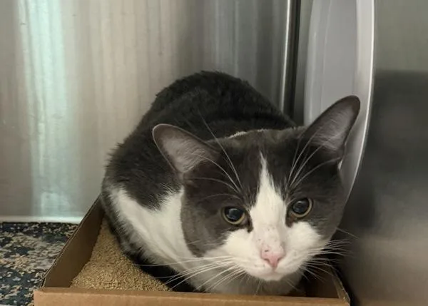 An adult medium-sized male Domestic Short Hair cat named Tobi for adoption in Ridgewood, NY