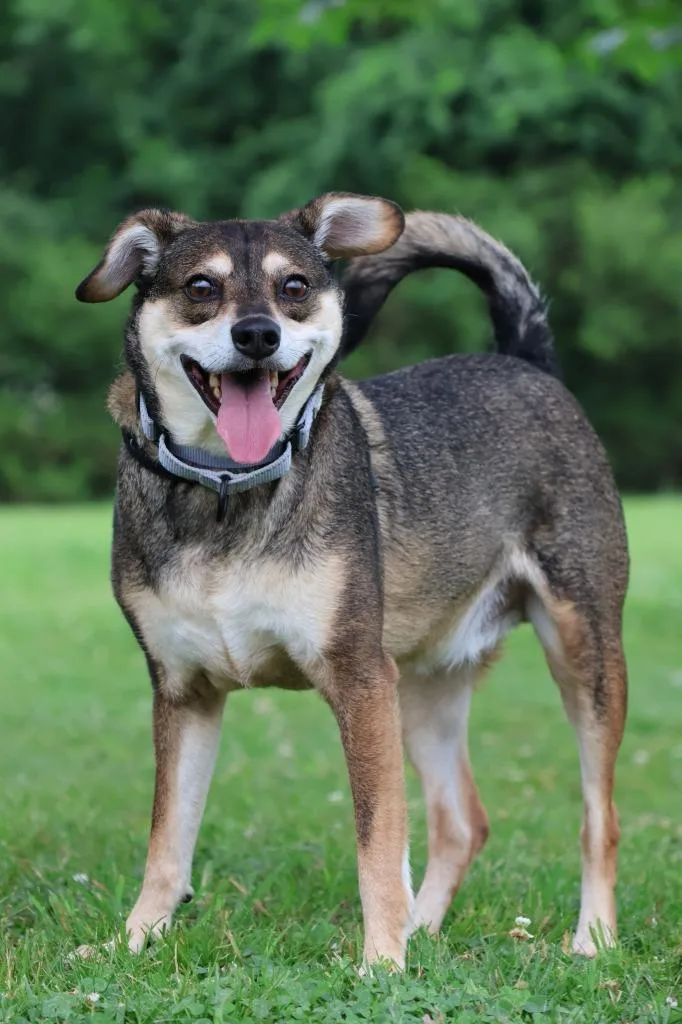 An adult small-sized male Mixed Breed dog named Elmer for adoption in Columbia, TN