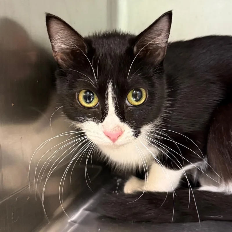 A baby small-sized female Black Domestic Short Hair cat named Marissa for adoption in Jacksonville, AR