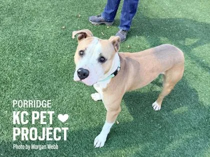 An adult large-sized male Yellow / Tan / Blond / Fawn Pit Bull Terrier dog named Porridge for adoption in Kansas City, MO