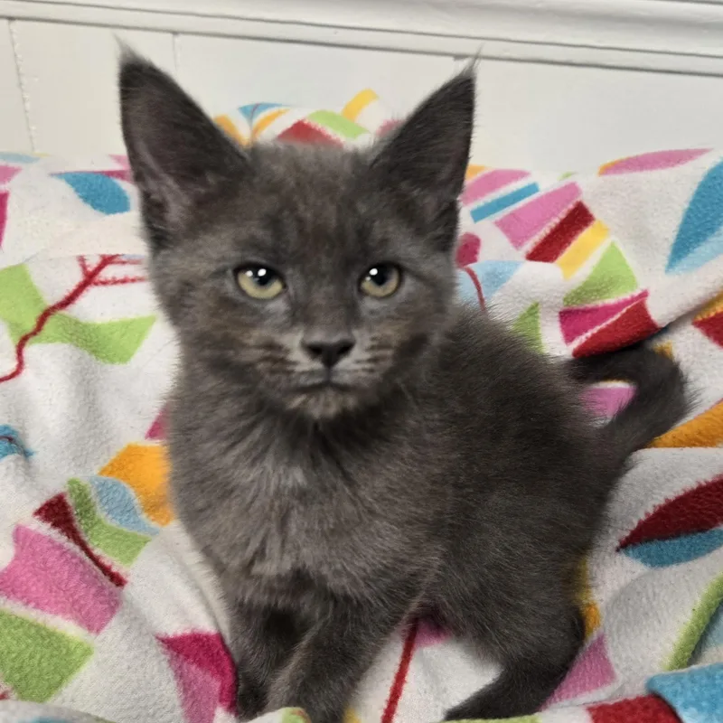 A young medium-sized female Gray / Blue / Silver Domestic Short Hair cat named Hermione for adoption in Xenia , OH