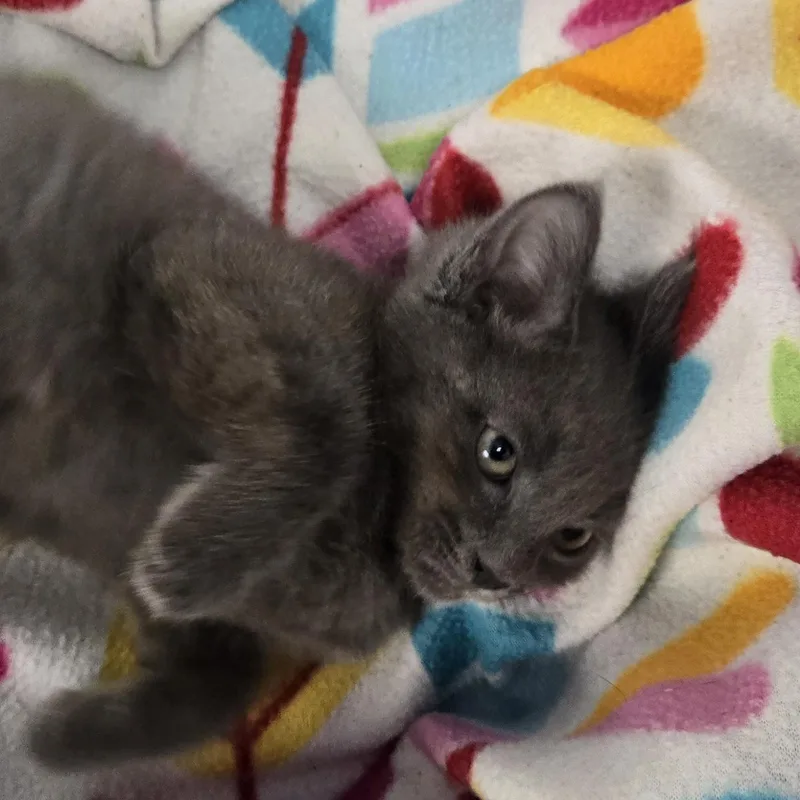 Hermione thumbnail 2