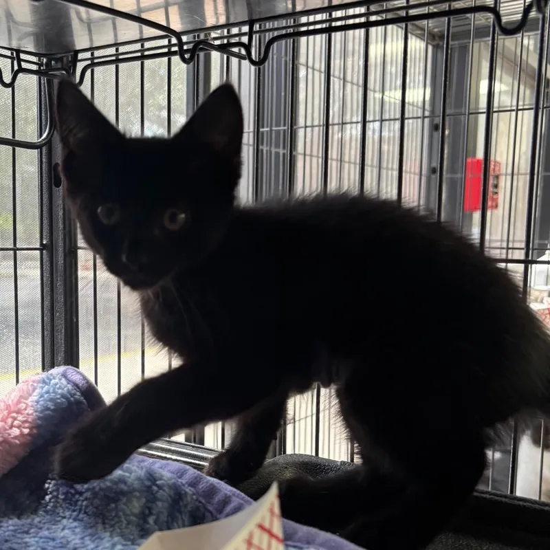A baby small-sized male Black Domestic Short Hair cat named Pickles for adoption in Lakeland, FL