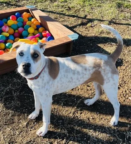 An adult medium-sized female Pit Bull Terrier dog named Arizona for adoption in Fort Worth, TX