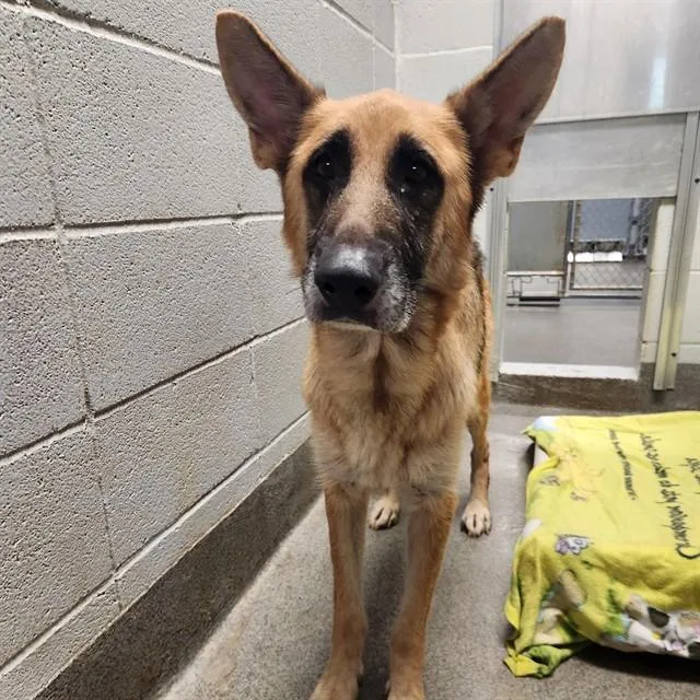 An adult medium-sized female German Shepherd Dog dog named Daisy for adoption in Huntsville, AL
