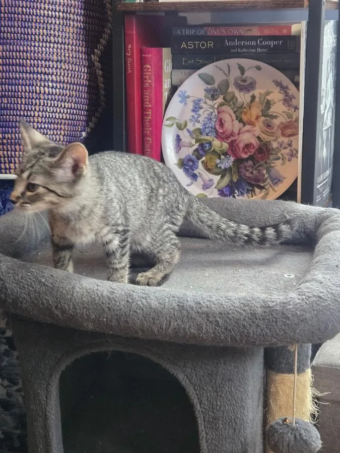 A baby small-sized female Tabby (Brown / Chocolate) Domestic Short Hair cat named Carmen for adoption in Brooklyn, NY