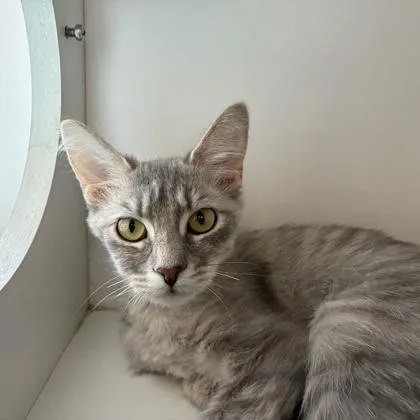 A young small-sized female Domestic Short Hair cat named Tina for adoption in Wheaton, IL