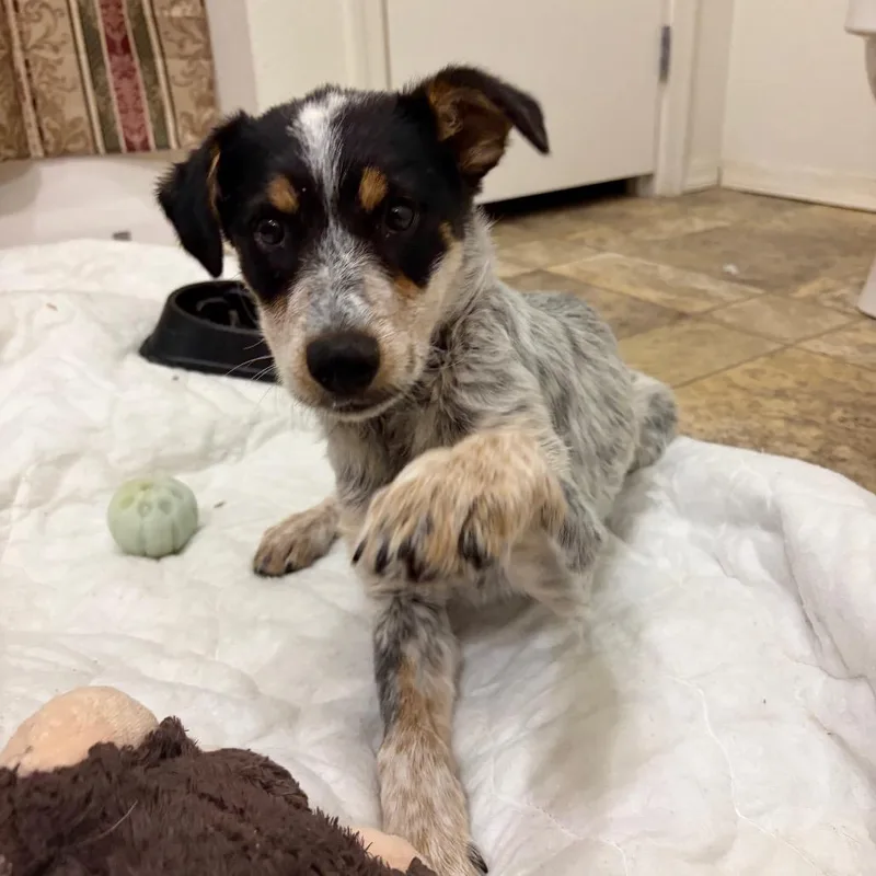 A baby small-sized female Black Cattle Dog dog named Bugsy for adoption in Flagstaff, AZ