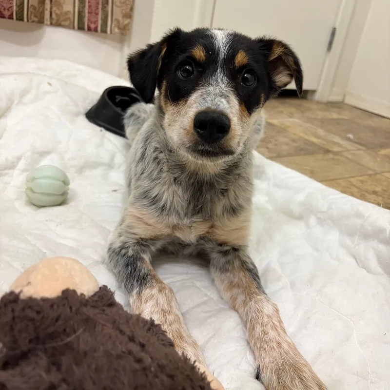 Bugsy thumbnail 4