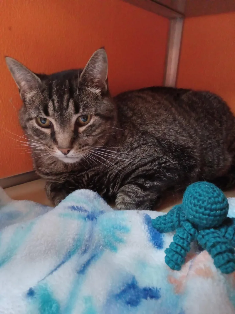 A senior medium-sized male Tabby (Buff / Tan / Fawn) Domestic Short Hair cat named Spangle for adoption in Elyria, OH