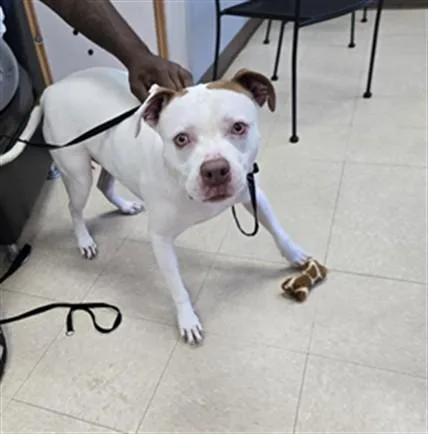 A young large-sized male Pit Bull Terrier dog named Bob for adoption in Killeen, TX