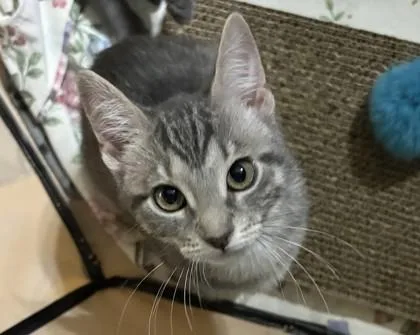 A baby small-sized female Domestic Short Hair cat named Rose for adoption in Traverse City, MI