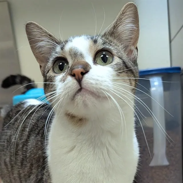 An adult medium-sized male Domestic Short Hair cat named Haddock for adoption in Olivette, MO