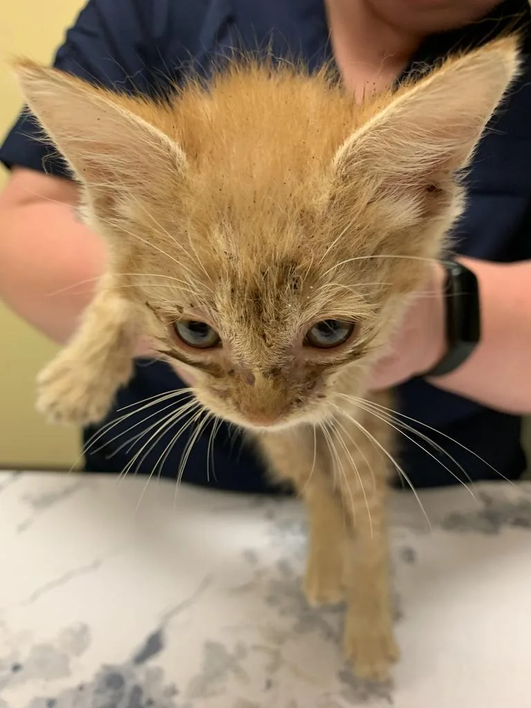 A baby medium-sized male Domestic Short Hair cat named Fish for adoption in Florence, SC