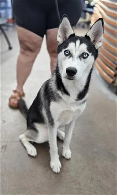 A young large-sized male Husky dog named Leo for adoption in Dallas, TX