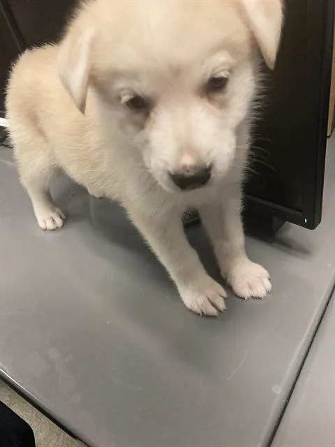 A young small-sized female Mixed Breed dog named Vanilla Wafers Martinez for adoption in Dallas, TX
