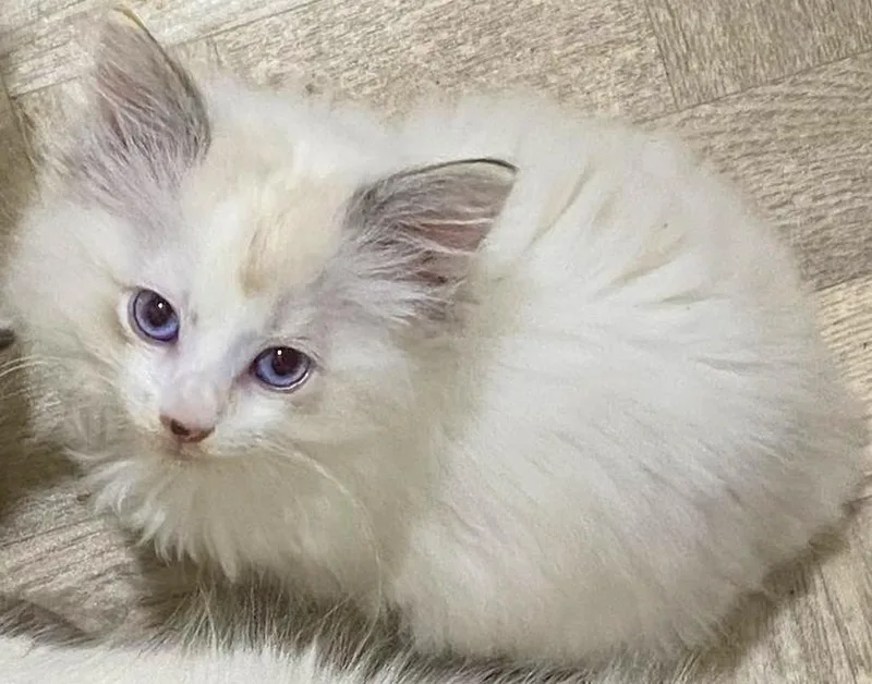 A baby medium-sized male Blue Point Ragdoll cat named Chenin for adoption in Mansfield, OH