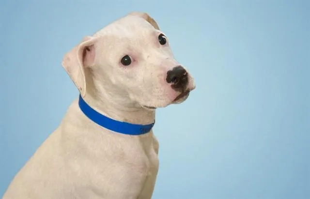 A young medium-sized male Boxer dog named Darthanian for adoption in Fort Lauderdale, FL