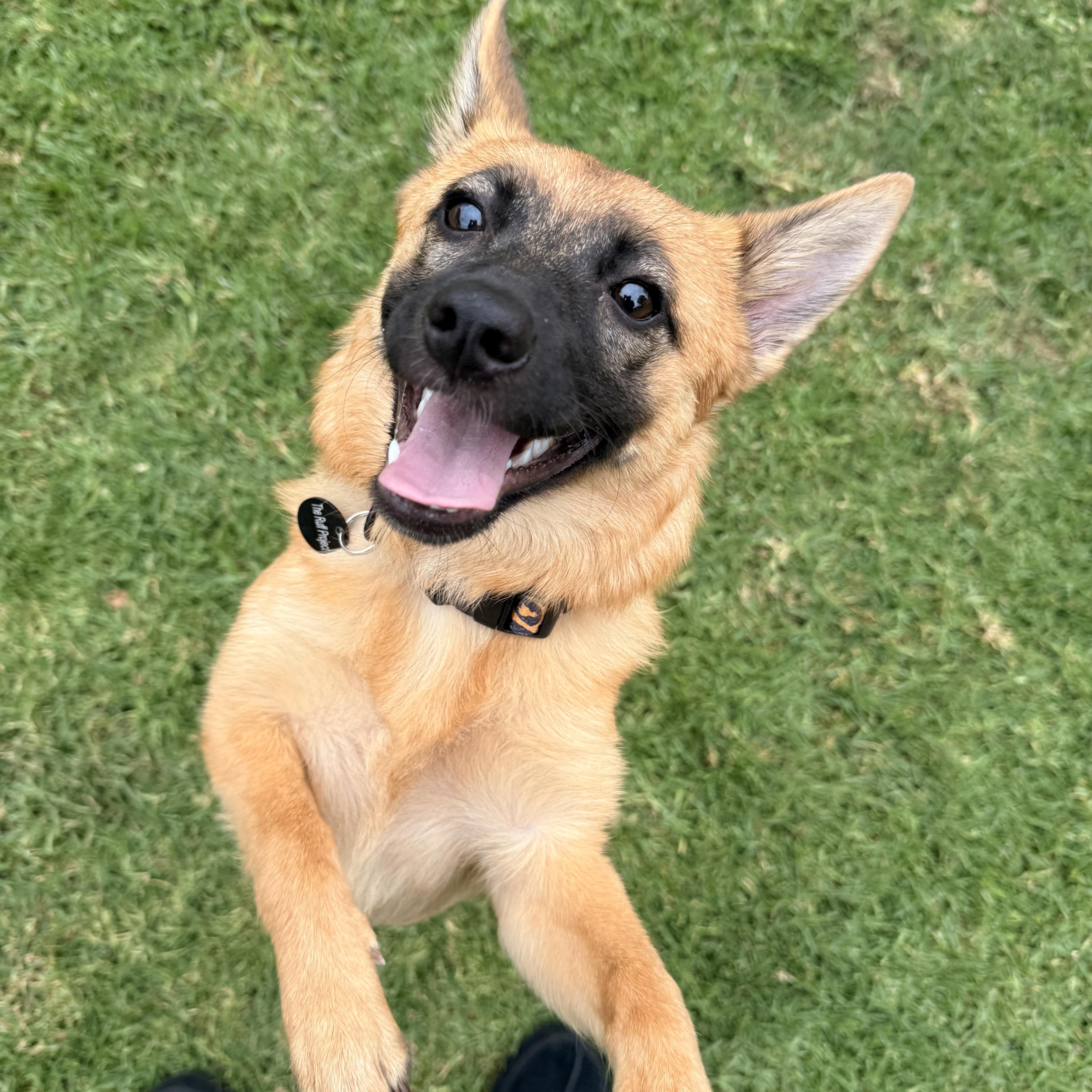 A young small-sized female Red / Chestnut / Orange Pomeranian dog named Chili for adoption in Torrance, CA