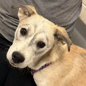 A baby small-sized female Yellow / Tan / Blond / Fawn Mixed Breed dog named Sandstone for adoption in Asheville, NC