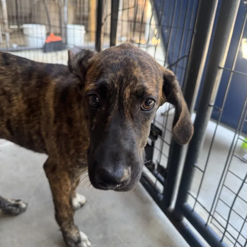 A baby medium-sized female Brindle Hound dog named Brenda for adoption in Birmingham, AL