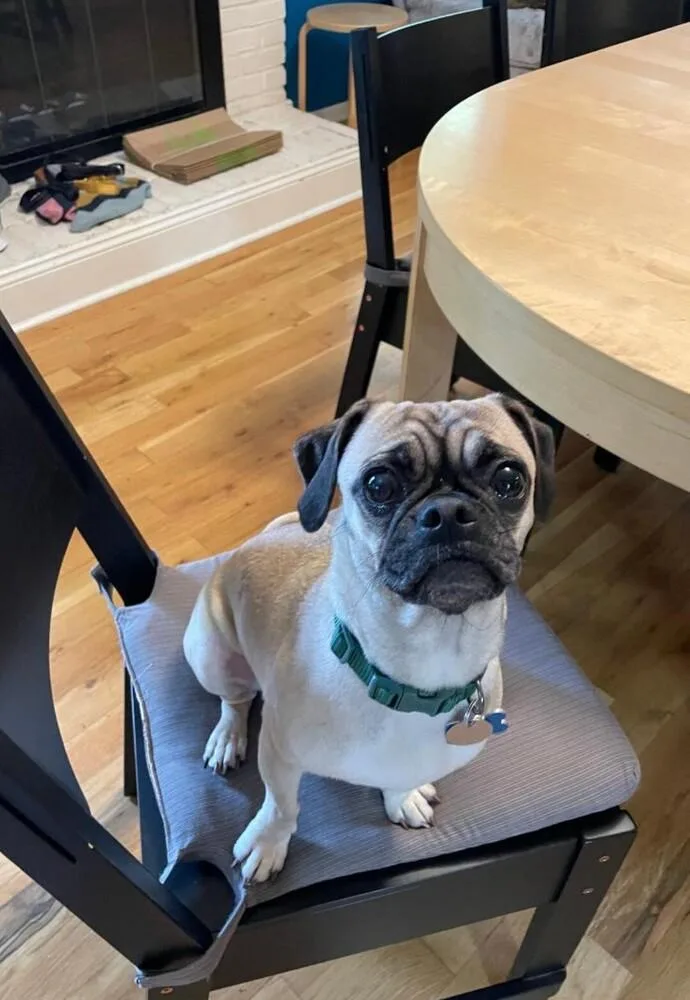An adult medium-sized female Yellow / Tan / Blond / Fawn Pug dog named Blue for adoption in Columbus, OH
