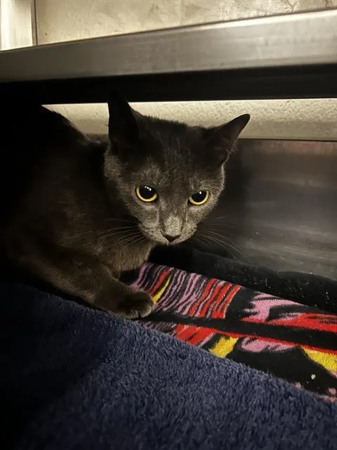 An adult medium-sized female Domestic Short Hair cat named Duchess for adoption in Chula Vista, CA