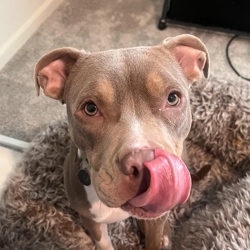 Marzipan thumbnail 2