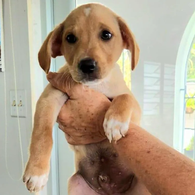 Seashell "so Cute Litter