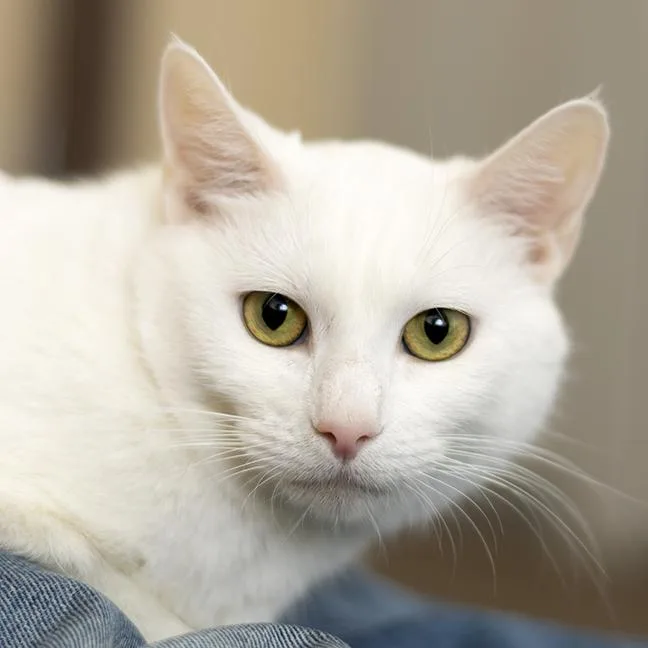An adult medium-sized female White Domestic Short Hair cat named Duchess for adoption in Chicago, IL