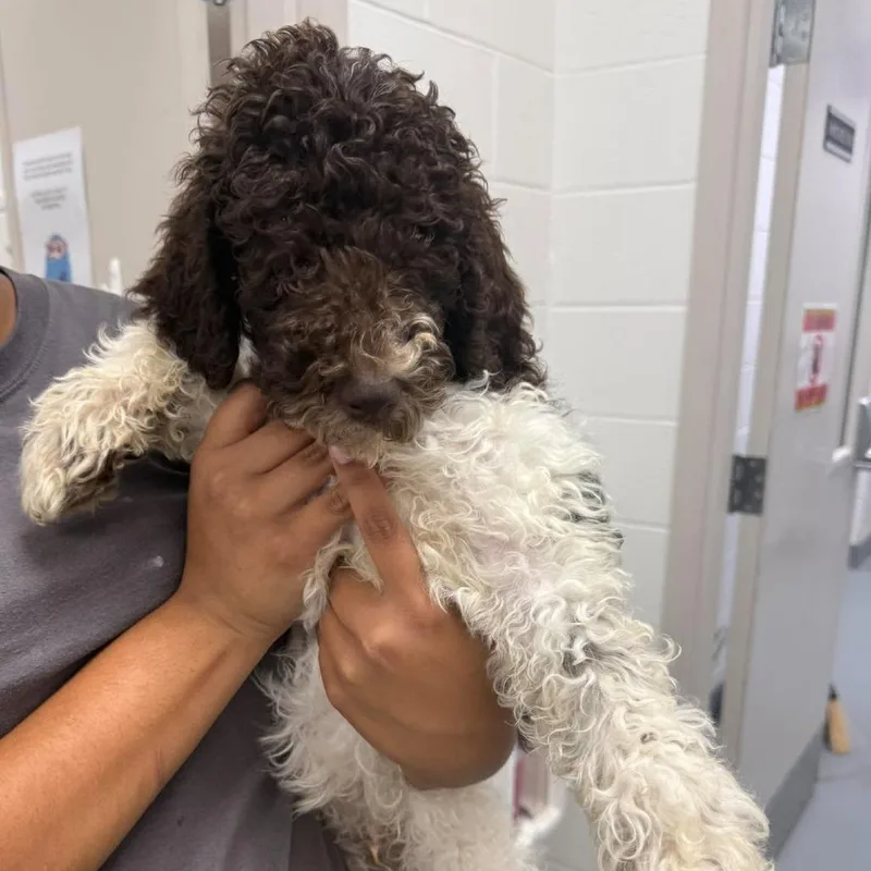 A baby medium-sized male Brown / Chocolate Standard Poodle dog named Lucciano for adoption in Rocky Mount, VA