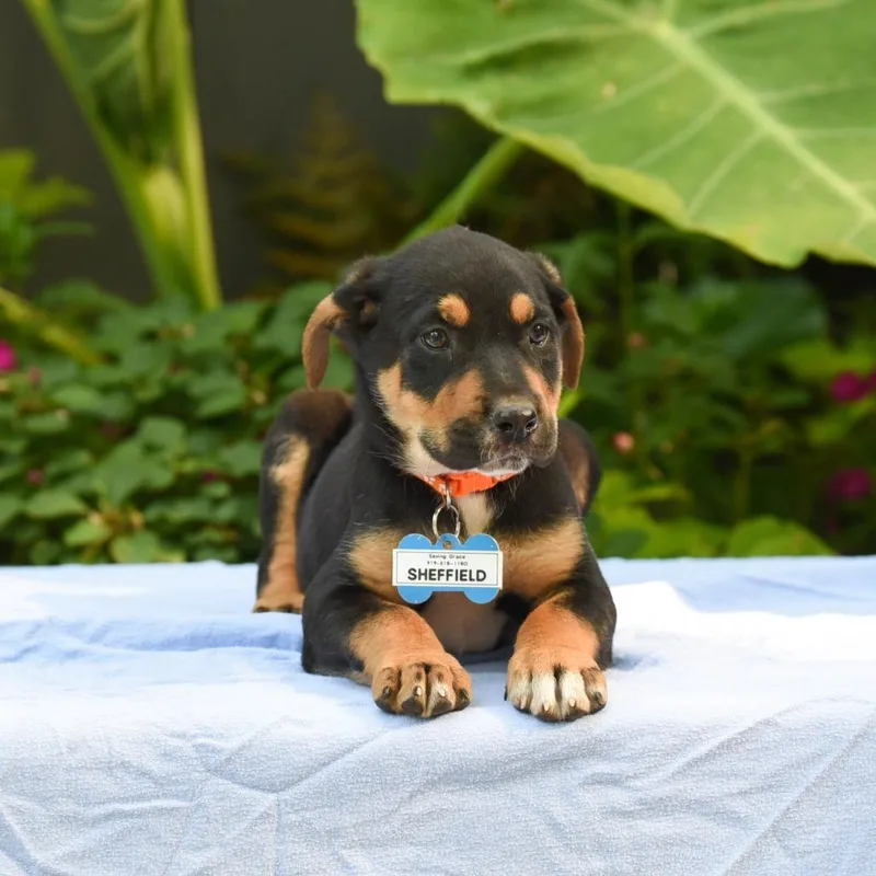 A baby small-sized male Shepherd dog named Sheffield for adoption in Wake Forest, NC
