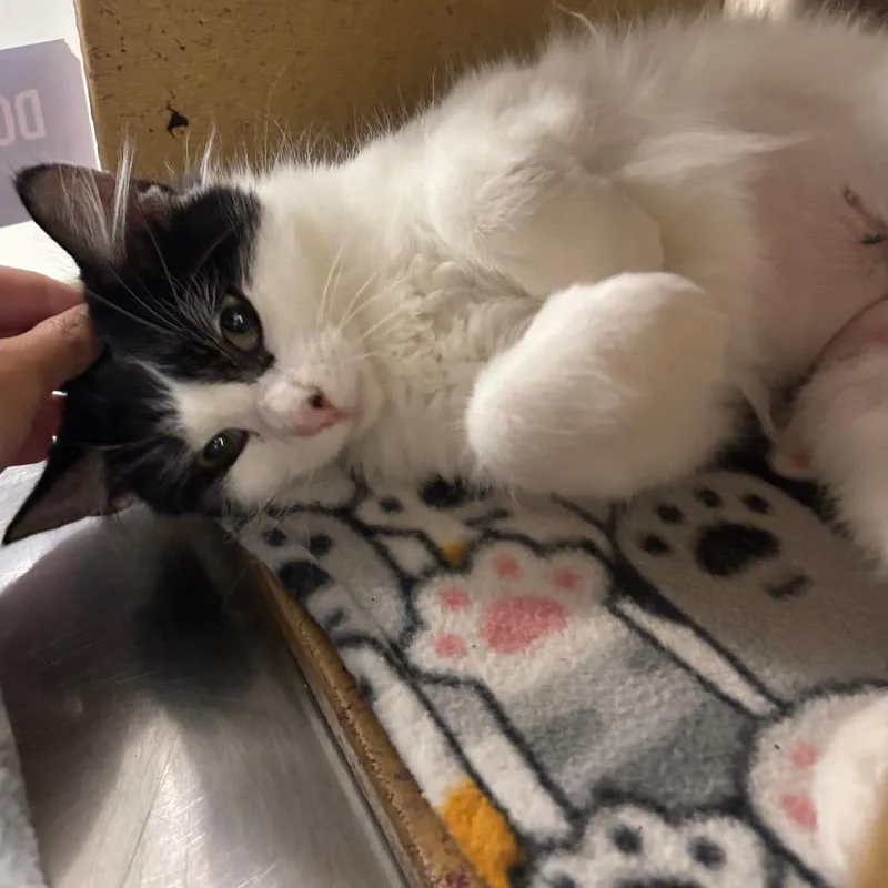 A young small-sized female Black Domestic Medium Hair cat named Virginia Dare for adoption in Falls Church, VA