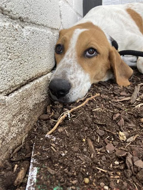 A young medium-sized female Mixed Breed dog named Oak for adoption in Dallas, TX