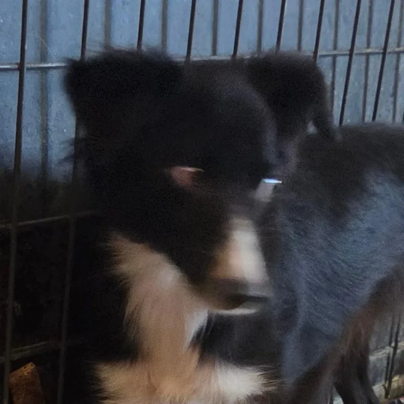 An adult small-sized female Black Mixed Breed dog named Meeko for adoption in Leander, TX