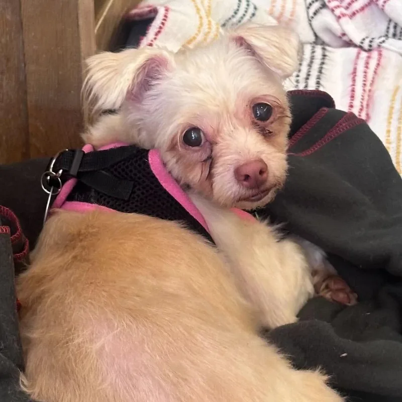 A senior small-sized female White / Cream Maltese dog named Bounce for adoption in San Francisco, CA