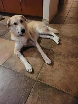 An adult large-sized male Labrador Retriever dog named Gus for adoption in Fort Worth, TX